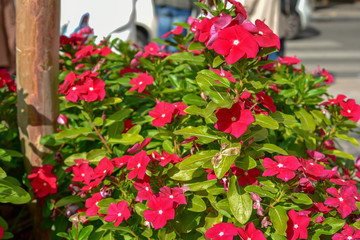 Fototapeta na wymiar Red Ornamental Flowers by Morning
