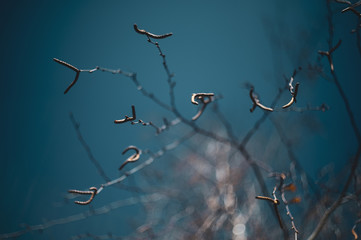 aglets on the blue background