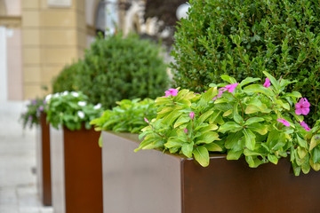 Ornamental Plants in the City by Morning