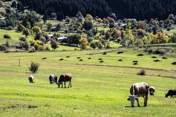 herd of cows grazing in a field