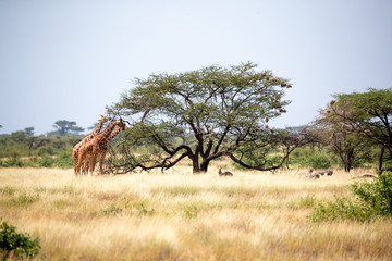 Somalia giraffes eat the leaves of acacia trees