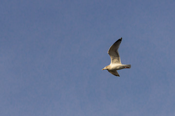 Möwe fliegt im blauen Himmel nach links