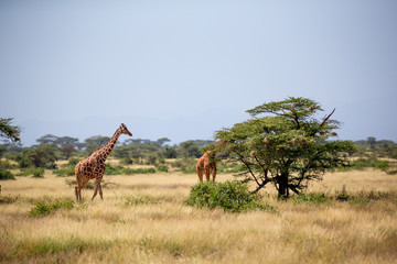 Somalia giraffes eat the leaves of acacia trees