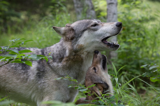 Male Grey Wolf with young pup 