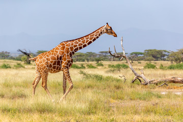 Somalia giraffe goes over a green lush meadow