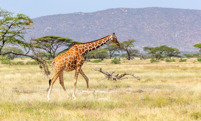 Somalia giraffe goes over a green lush meadow