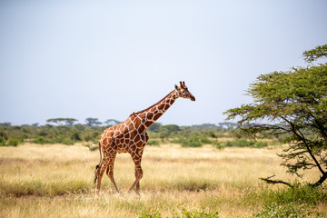 Somalia giraffes eat the leaves of acacia trees