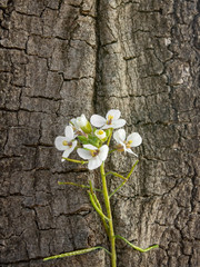 Texturas y contrastes: pequeñas flores blancas en el tronco de un árbol