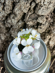 Pequeñas flores blancas naciendo de una lata de refresco al pie del tronco de un árbol