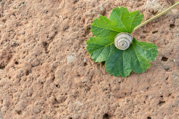 Contrastes y texturas: caracol posado en una hoja verde sobre una piedra