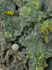 Fototapeta na wymiar Texturas y contrastes: caracol en el tronco con musgo de un árbol