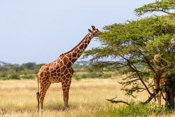 Somalia giraffes eat the leaves of acacia trees