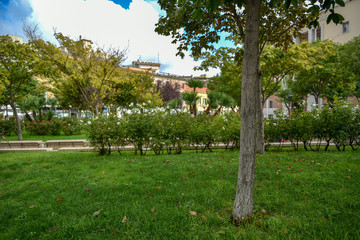 Flowerbeds in the City by Morning with Pklant and Trees