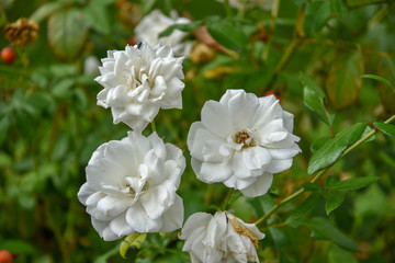 White Roses in the Garden by Morning