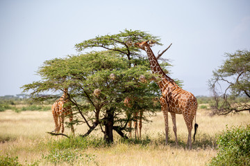 Two Somalia giraffes eat the leaves of acacia trees