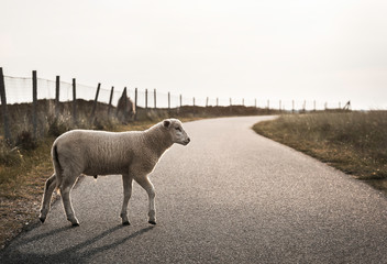 Sheep on road. Lamb walking on alley. Baby sheep crossing street