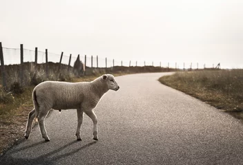 Rolgordijnen Sheep on road. Lamb walking on alley. Baby sheep crossing street © YesPhotographers