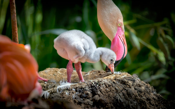 Flamingos Phoenicopteridae newborn baby with his mother, the flamingo's chick is at his mother's guard and cares for him.