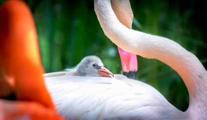 Flamingos Phoenicopteridae newborn baby with his mother, the flamingo's chick is at his mother's guard and cares for him, Flamingo cub sitting and hiding in feathers on manminky back. © Jiří Fejkl