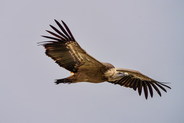 Griffon vulture, Gyps fulvus in Monfrague National Park. Extremadura, Spain