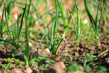 onion plantation in the vegetable garden agriculture