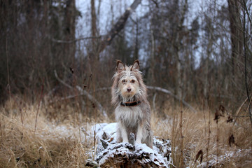 Portrait of a cute dog sitting in a winter forest