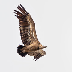 Fototapeta premium Griffon vulture, Gyps fulvus in Monfrague National Park. Extremadura, Spain