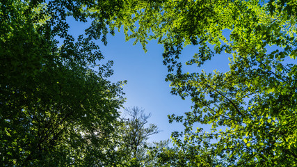 Baumkronen im Sommer
