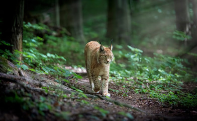 Naklejka na ściany i meble Lynx looks with predatory eyes from the shelter, hidden in the forest while walking, hunting on the way through the forest.