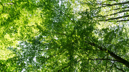 Obraz premium Baumkronen im Sommer