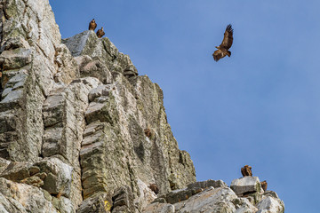 Griffon vultures, Gyps fulvus in Monfrague National Park. Extremadura, Spain