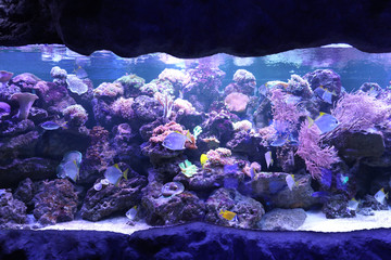 Naklejka na ściany i meble Different beautiful tropical fishes in large aquarium
