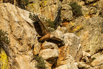 Griffon vulture, Gyps fulvus in Monfrague National Park. Extremadura, Spain