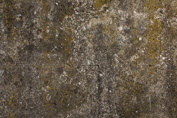 Rough concrete wall texture with lichen for background