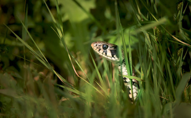 The grass snake Natrix natrix, snake hides in the grass and is on the hunt.