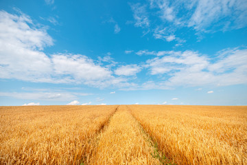 Harvesting landscape