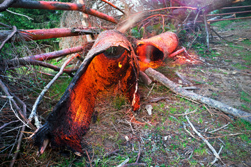 The tree burned with thunder