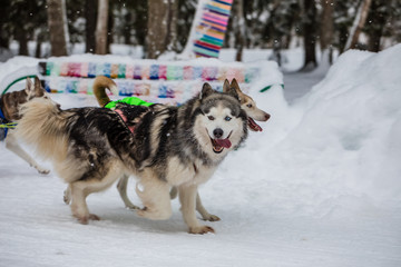 Husky dogs running at winter forest