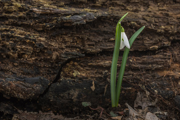 einzelnes schneegloeckchen bei einem baustamm