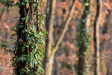 Leaves and tree in the forest