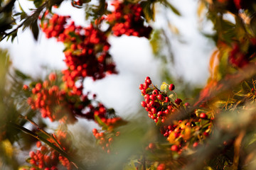 branch of tree with red berries