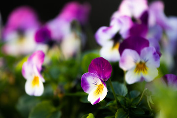 Chrismas colorful flowers