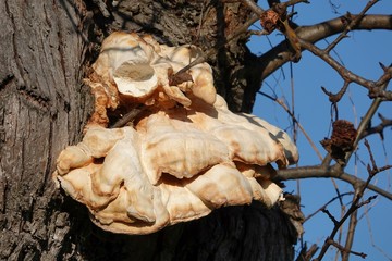 Baumpilz, Baum, Natur, alt, Holz, Rinde, Zweig, Wald, Himmel, mushroom, Pilz, braun, Herbst, Winter, kalt, sonnig, Nahaufnahme, Pflanze