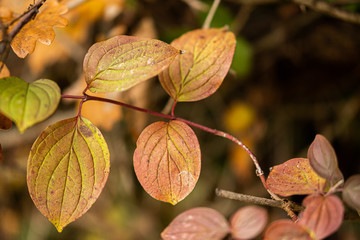 Autumn leaves