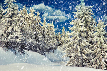 Fototapeta na wymiar Winterwonderland in Norway - Snow is comming down