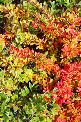 Bright bushes with berries in autumn season
