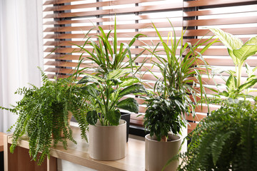 Beautiful plants on window sill at home