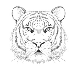 Graphic sketch tiger portrait, front view, hand drawn vector illustration