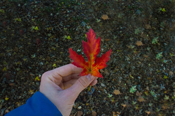 Red maple leaf in hand