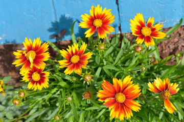 Closeup Gazania red and yellow